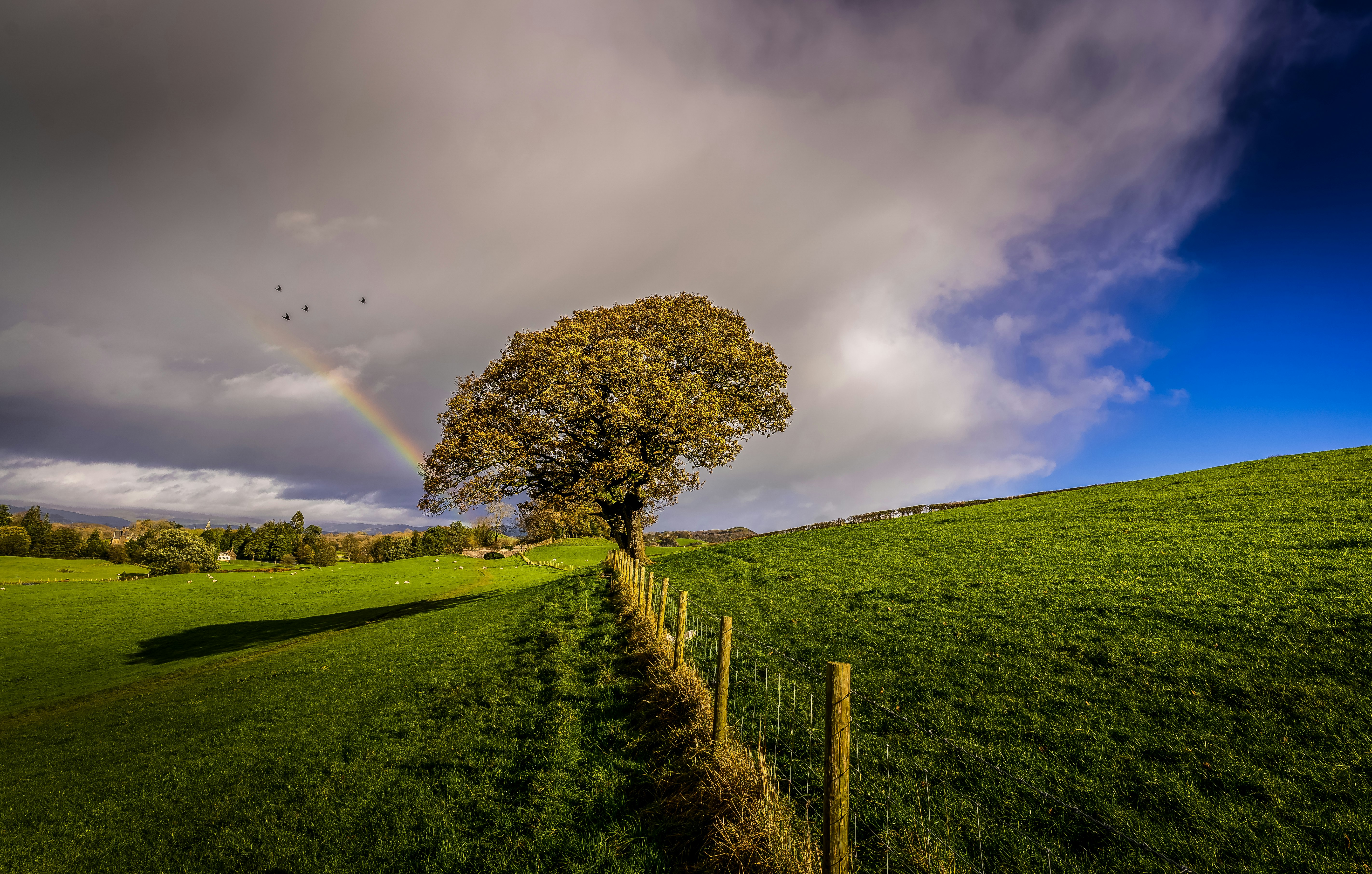 green grass field with brown tree under blue sky during daytime